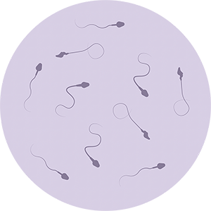 esperma33